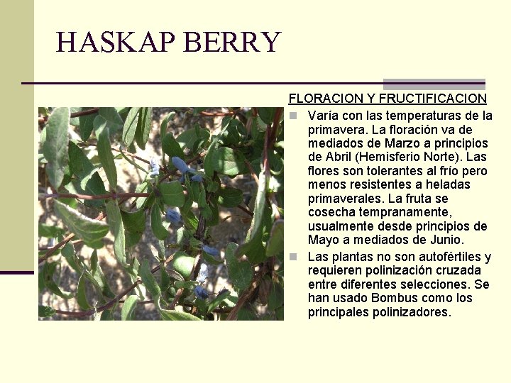 HASKAP BERRY FLORACION Y FRUCTIFICACION n Varía con las temperaturas de la primavera. La