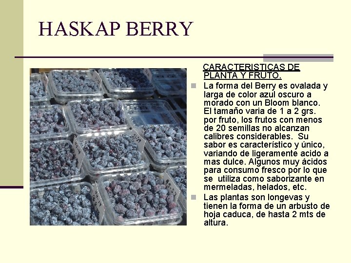 HASKAP BERRY CARACTERISTICAS DE PLANTA Y FRUTO. n La forma del Berry es ovalada