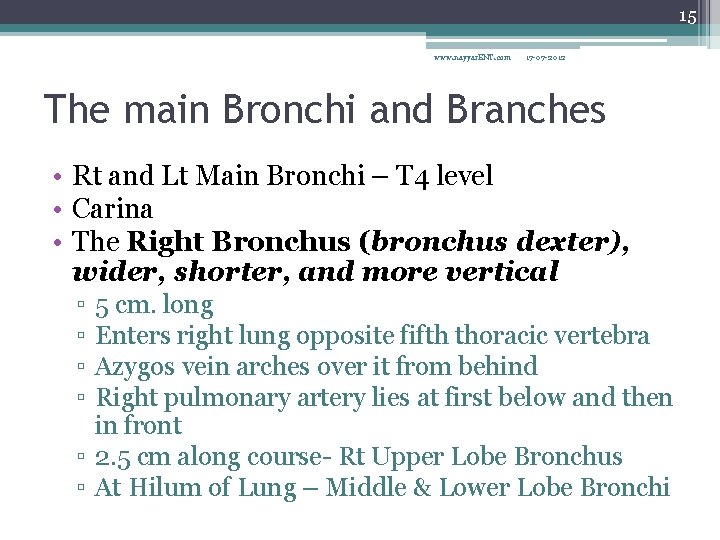 15 www. nayyar. ENT. com 17 -07 -2012 The main Bronchi and Branches •