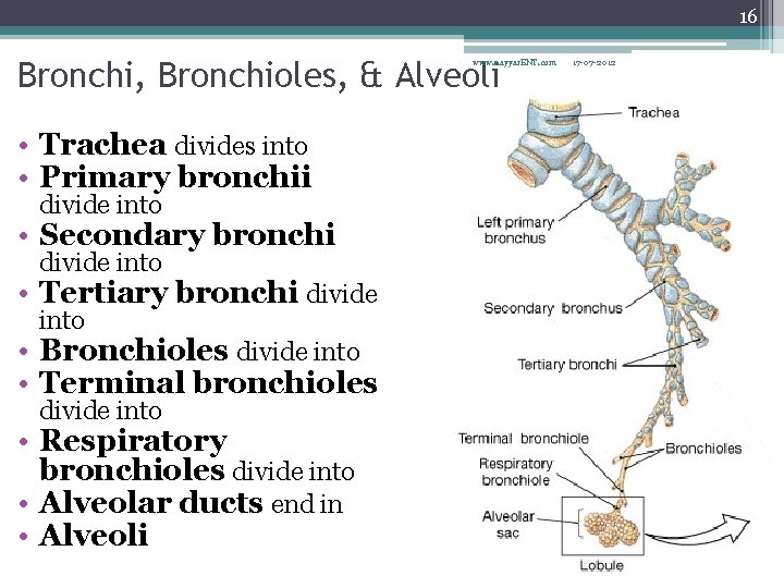 16 Bronchi, Bronchioles, & Alveoli www. nayyar. ENT. com • Trachea divides into •