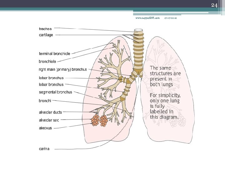 24 www. nayyar. ENT. com 17 -07 -2012 The Respiratory Tree 