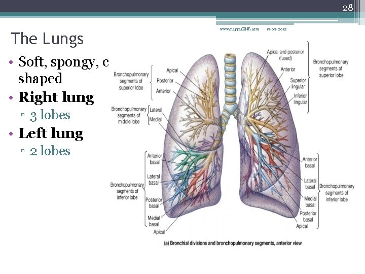 28 The Lungs • Soft, spongy, coneshaped • Right lung ▫ 3 lobes •