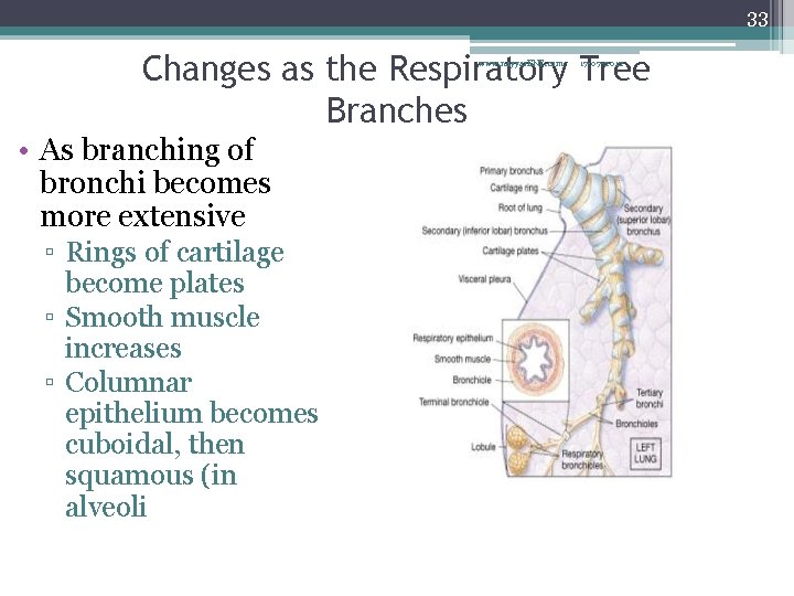 33 Changes as the Respiratory Tree Branches www. nayyar. ENT. com • As branching