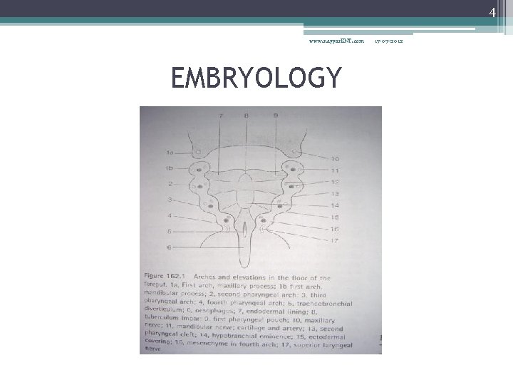 4 www. nayyar. ENT. com EMBRYOLOGY 17 -07 -2012 