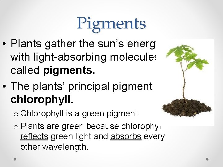 Pigments • Plants gather the sun’s energy with light-absorbing molecules called pigments. • The