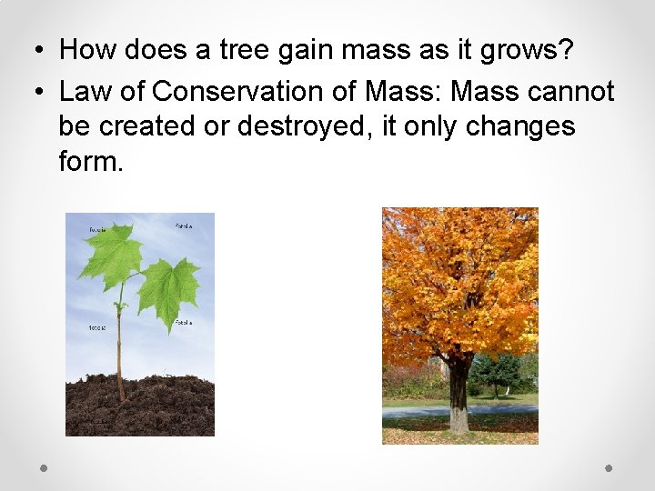  • How does a tree gain mass as it grows? • Law of