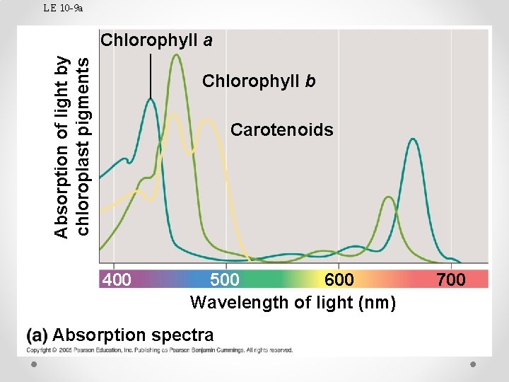 LE 10 -9 a Absorption of light by chloroplast pigments Chlorophyll a Chlorophyll b