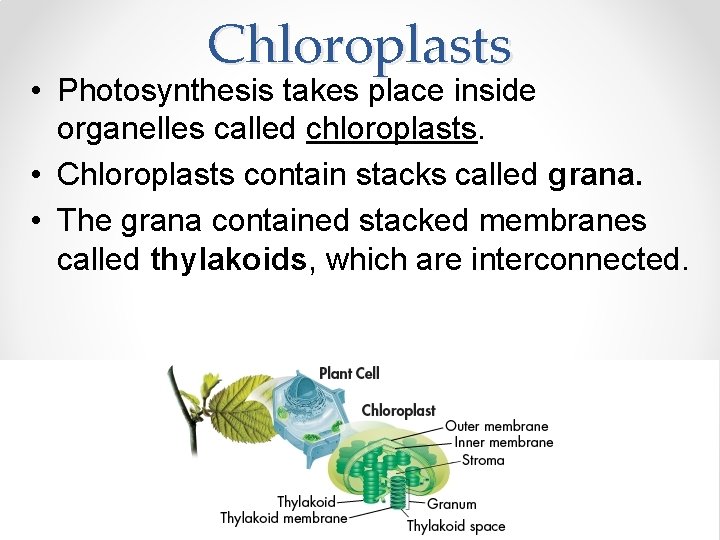 Chloroplasts • Photosynthesis takes place inside organelles called chloroplasts. • Chloroplasts contain stacks called