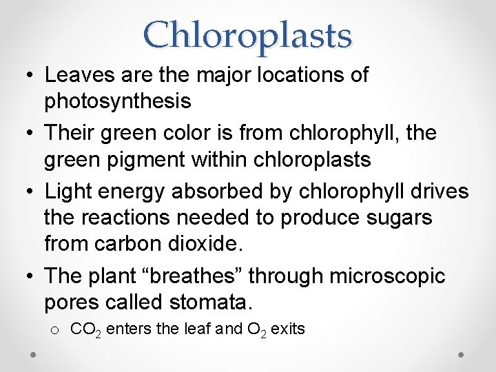 Chloroplasts • Leaves are the major locations of photosynthesis • Their green color is