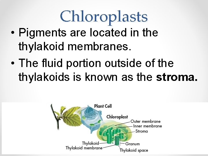 Chloroplasts • Pigments are located in the thylakoid membranes. • The fluid portion outside