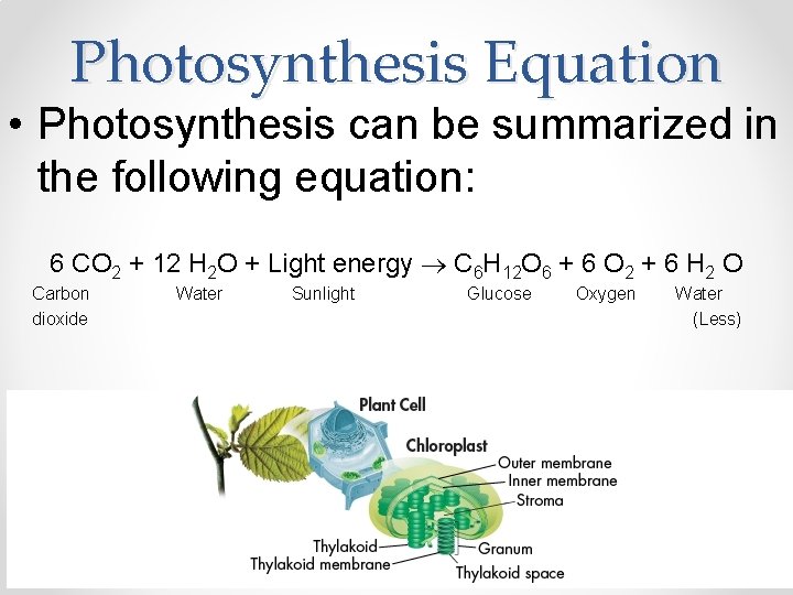 Photosynthesis Equation • Photosynthesis can be summarized in the following equation: 6 CO 2