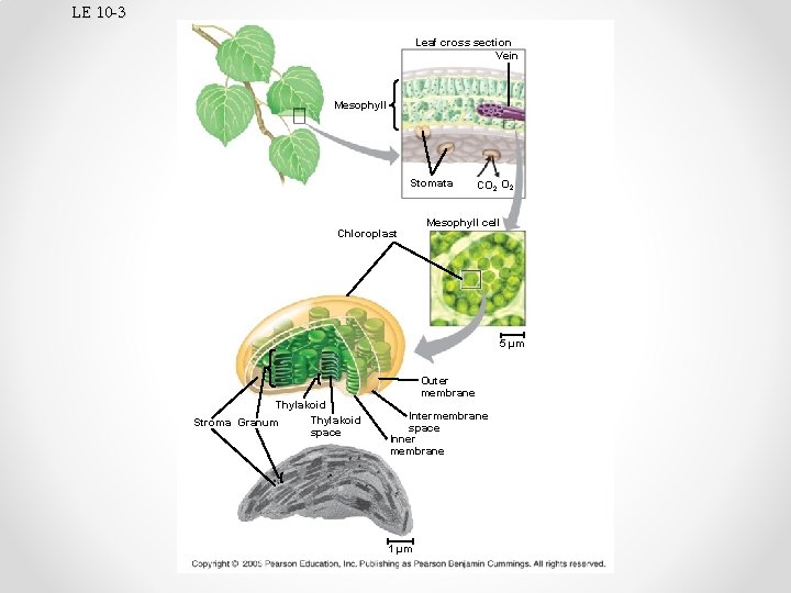LE 10 -3 Leaf cross section Vein Mesophyll Stomata Chloroplast CO 2 Mesophyll cell