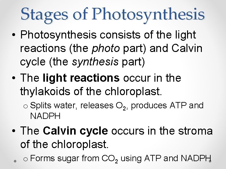 Stages of Photosynthesis • Photosynthesis consists of the light reactions (the photo part) and