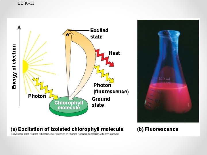 LE 10 -11 Energy of electron e– Excited state Heat Photon Chlorophyll molecule Photon