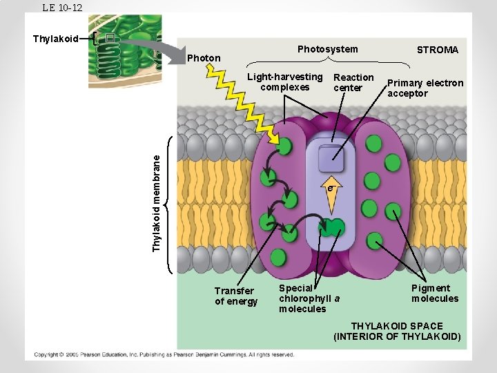 LE 10 -12 Thylakoid Photosystem Photon Thylakoid membrane Light-harvesting complexes Reaction center STROMA Primary