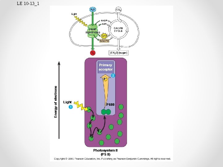LE 10 -13_1 H 2 O CO 2 Light NADP+ ADP CALVIN CYCLE LIGHT