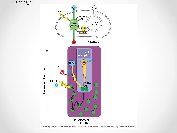 LE 10 -13_2 H 2 O CO 2 Light NADP+ ADP CALVIN CYCLE LIGHT