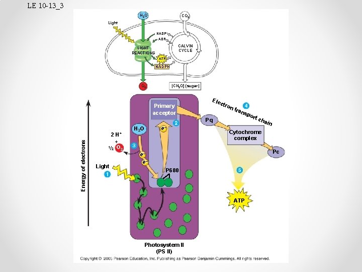 LE 10 -13_3 H 2 O CO 2 Light NADP+ ADP CALVIN CYCLE LIGHT