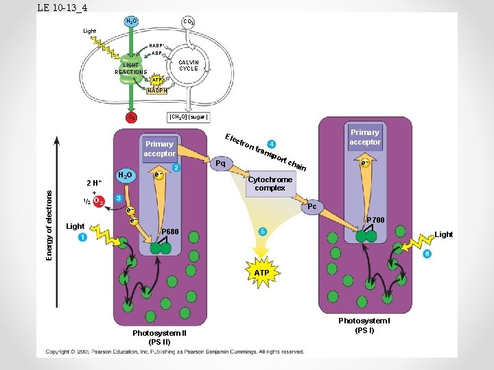 LE 10 -13_4 H 2 O CO 2 Light NADP+ ADP CALVIN CYCLE LIGHT
