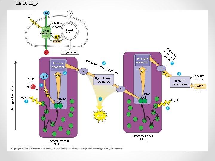 LE 10 -13_5 H 2 O CO 2 Light NADP+ ADP CALVIN CYCLE LIGHT
