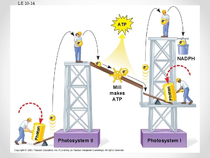 LE 10 -14 e– ATP e– e– NADPH Mill makes ATP n e– e–