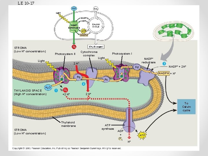 LE 10 -17 H 2 O CO 2 Light NADP+ ADP CALVIN CYCLE LIGHT