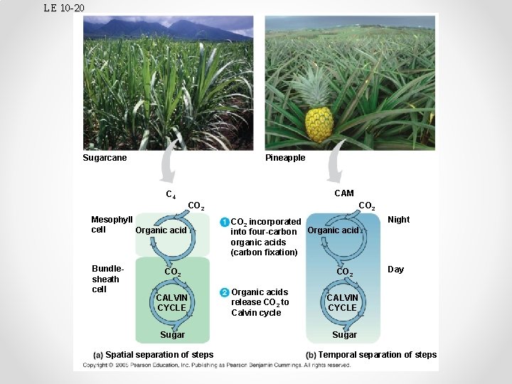 LE 10 -20 Sugarcane Pineapple CAM C 4 CO 2 Mesophyll cell Organic acid