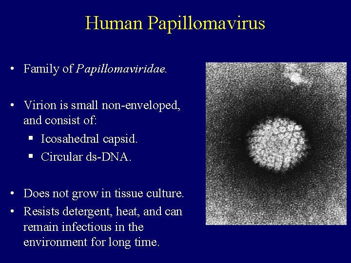 Human Papillomavirus • Family of Papillomaviridae. • Virion is small non-enveloped, and consist of: