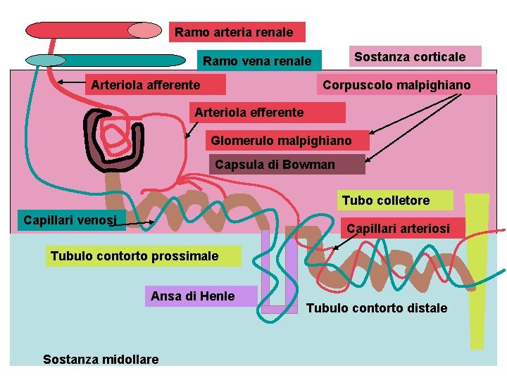 Ramo arteria renale Sostanza corticale Ramo vena renale Arteriola afferente Corpuscolo malpighiano Arteriola efferente
