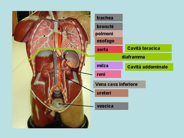 trachea bronchi polmoni esofago aorta Cavità toracica diaframma milza Cavità addominale reni Vena cava