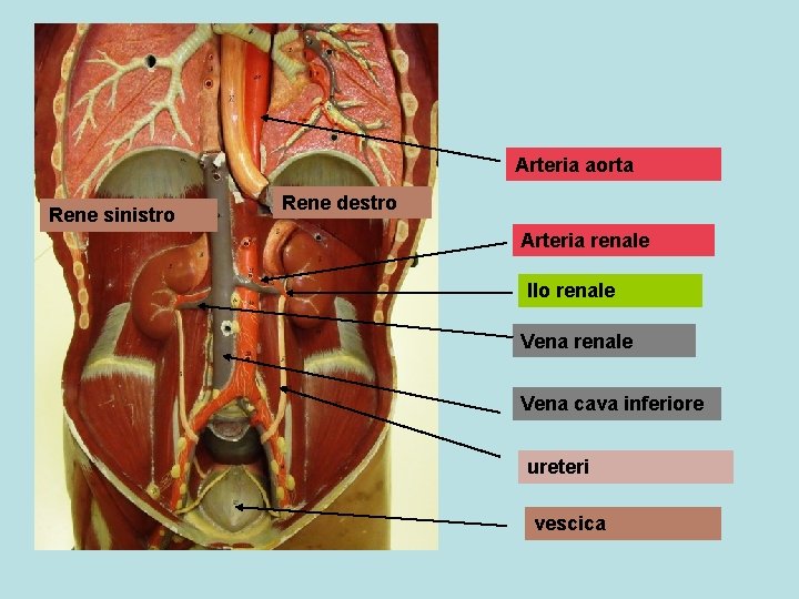 Arteria aorta Rene sinistro Rene destro Arteria renale Ilo renale Vena cava inferiore ureteri