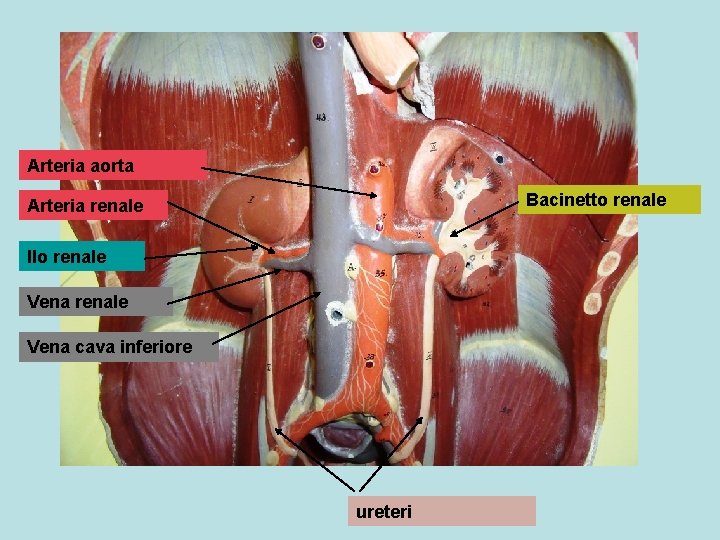 Arteria aorta Bacinetto renale Arteria renale Ilo renale Vena cava inferiore ureteri 