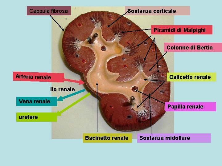 Capsula fibrosa Sostanza corticale Piramidi di Malpighi Colonne di Bertin Arteria renale Calicetto renale