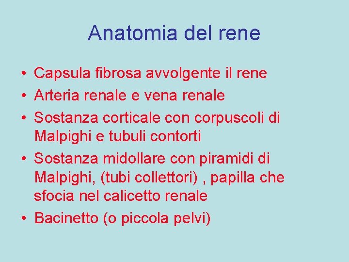 Anatomia del rene • Capsula fibrosa avvolgente il rene • Arteria renale e vena