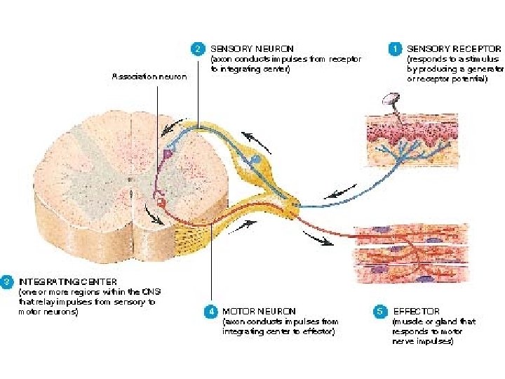 Nervous Systems Structure of a Vertebrate Neuron Diversity