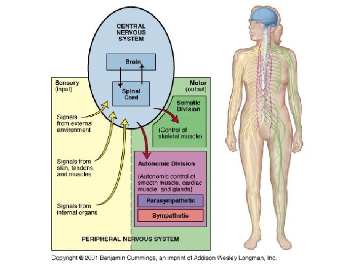 Nervous Systems Structure of a Vertebrate Neuron Diversity