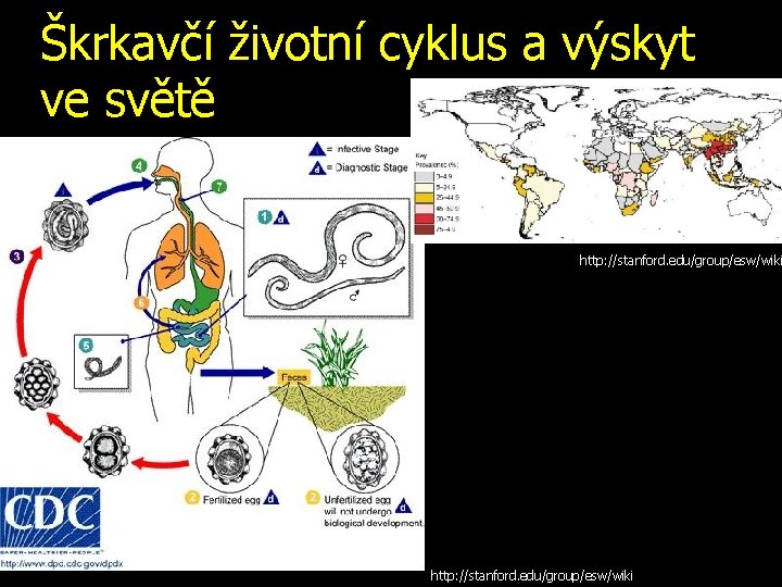 Škrkavčí životní cyklus a výskyt ve světě http: //stanford. edu/group/esw/wiki 