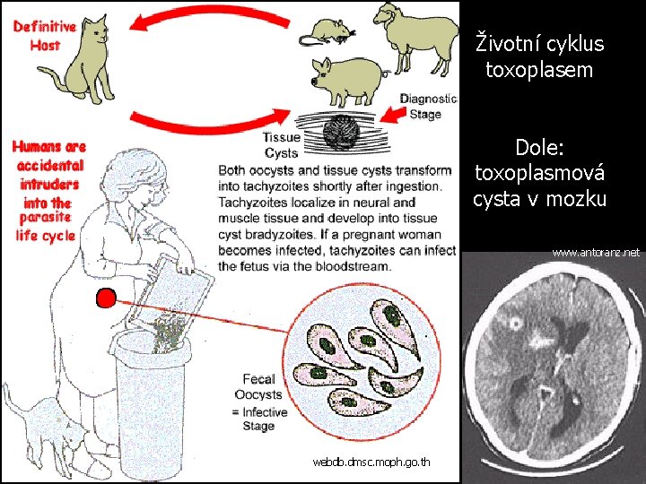 Životní cyklus toxoplasem Dole: toxoplasmová cysta v mozku www. antoranz. net webdb. dmsc. moph.