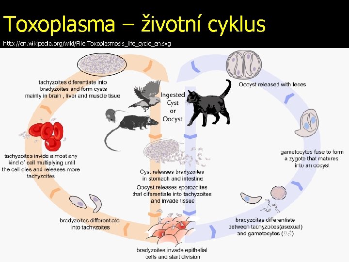 Toxoplasma – životní cyklus http: //en. wikipedia. org/wiki/File: Toxoplasmosis_life_cycle_en. svg 