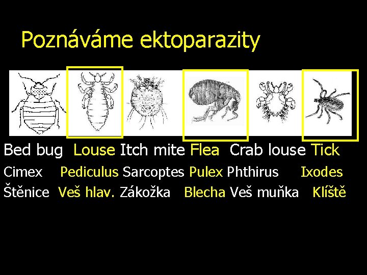 Poznáváme ektoparazity Bed bug Louse Itch mite Flea Crab louse Tick Cimex Pediculus Sarcoptes