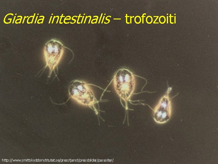 Giardia intestinalis – trofozoiti http: //www. smittskyddsinstitutet. se/presstjanst/pressbilder/parasiter/ 