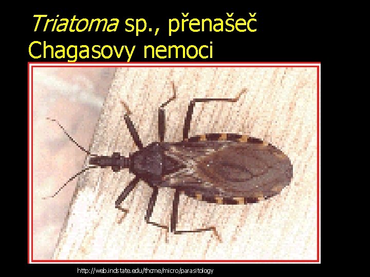 Triatoma sp. , přenašeč Chagasovy nemoci http: //web. indstate. edu/thcme/micro/parasitology 