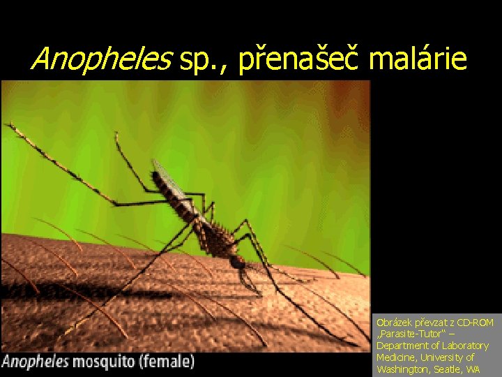 Anopheles sp. , přenašeč malárie Obrázek převzat z CD-ROM „Parasite-Tutor“ – Department of Laboratory