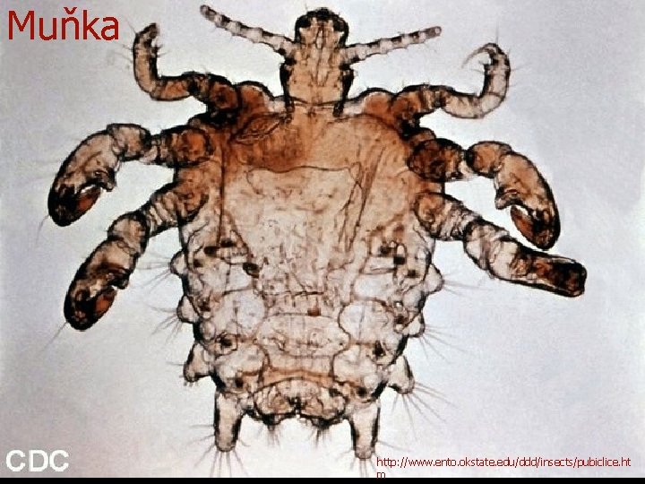 Muňka http: //www. ento. okstate. edu/ddd/insects/pubiclice. ht m 