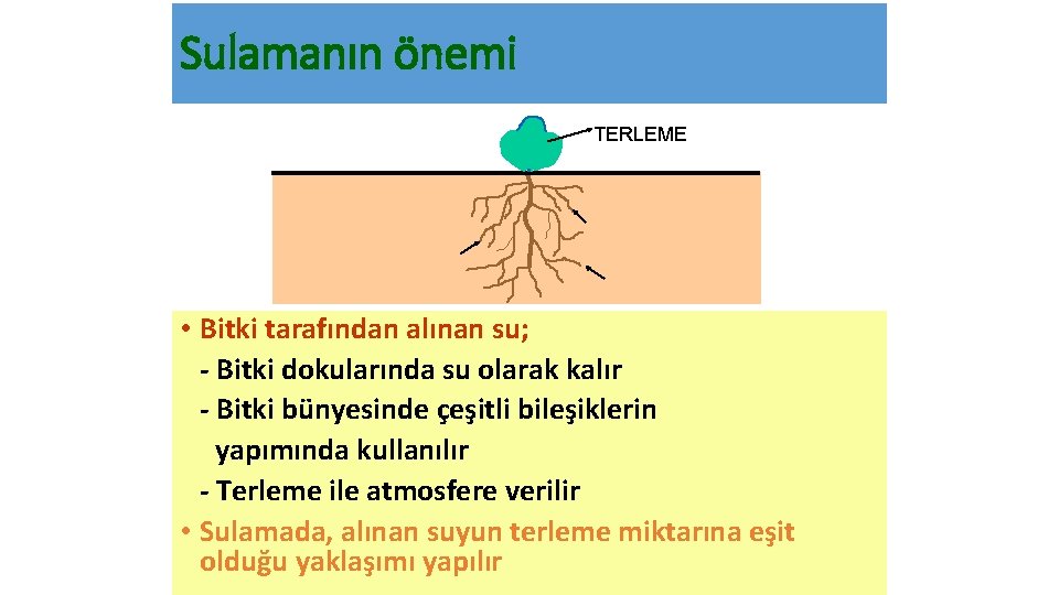 Sulamanın önemi TERLEME • Bitki tarafından alınan su; - Bitki dokularında su olarak kalır