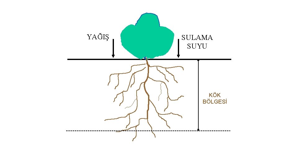 YAĞIŞ SULAMA SUYU KÖK BÖLGESİ 