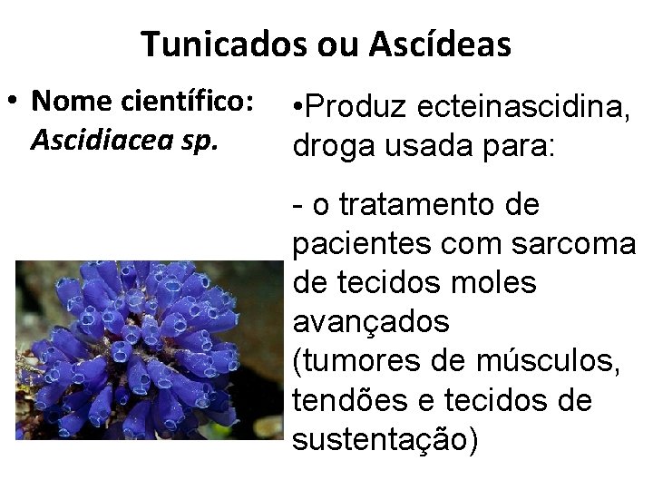 Tunicados ou Ascídeas • Nome científico: Ascidiacea sp. • Produz ecteinascidina, droga usada para: