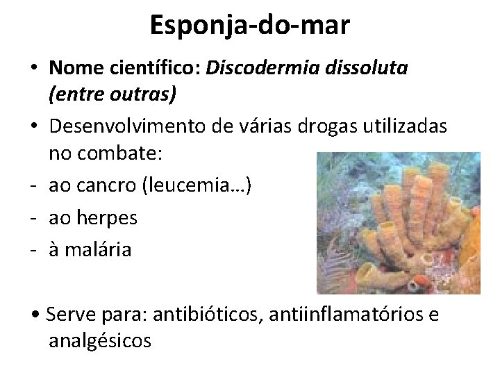 Esponja-do-mar • Nome científico: Discodermia dissoluta (entre outras) • Desenvolvimento de várias drogas utilizadas