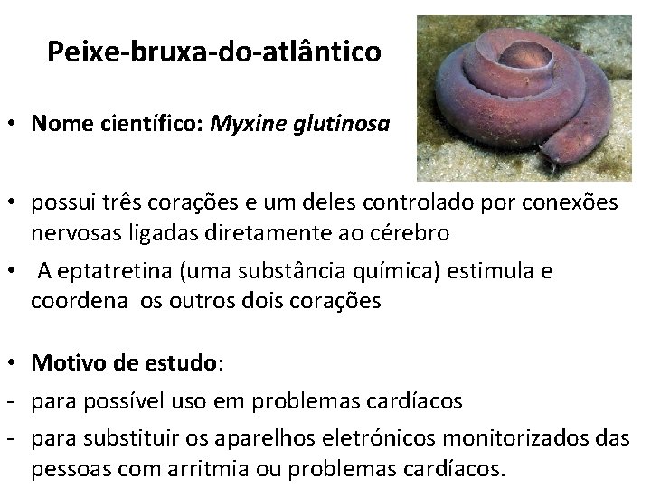 Peixe-bruxa-do-atlântico • Nome científico: Myxine glutinosa • possui três corações e um deles controlado