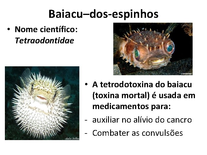 Baiacu–dos-espinhos • Nome científico: Tetraodontidae • A tetrodotoxina do baiacu (toxina mortal) é usada